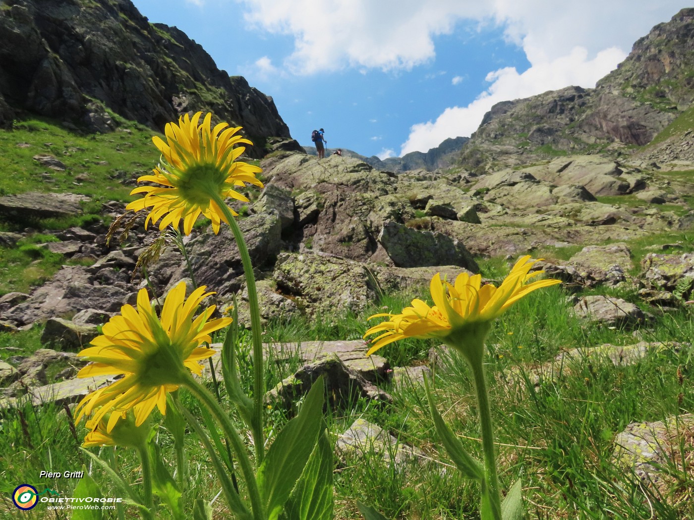 57 Doronicum grandiflorum (Doronico dei macereti).JPG